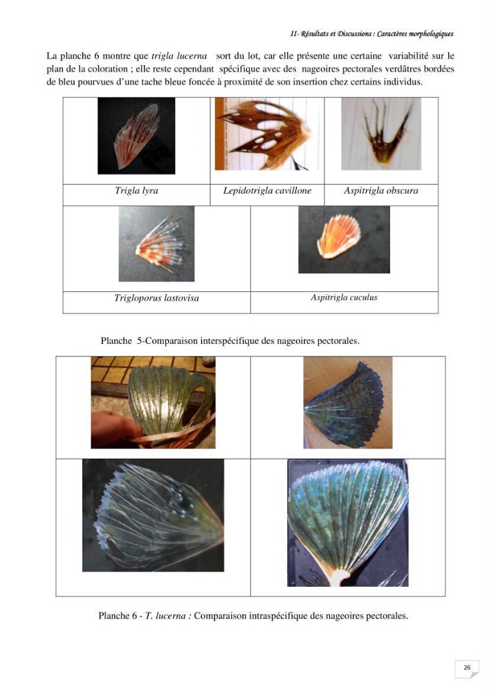 Contribution à la systématique des Triglidae (Osteichthyens, Scrpaeniformes) du bassin Algérien: