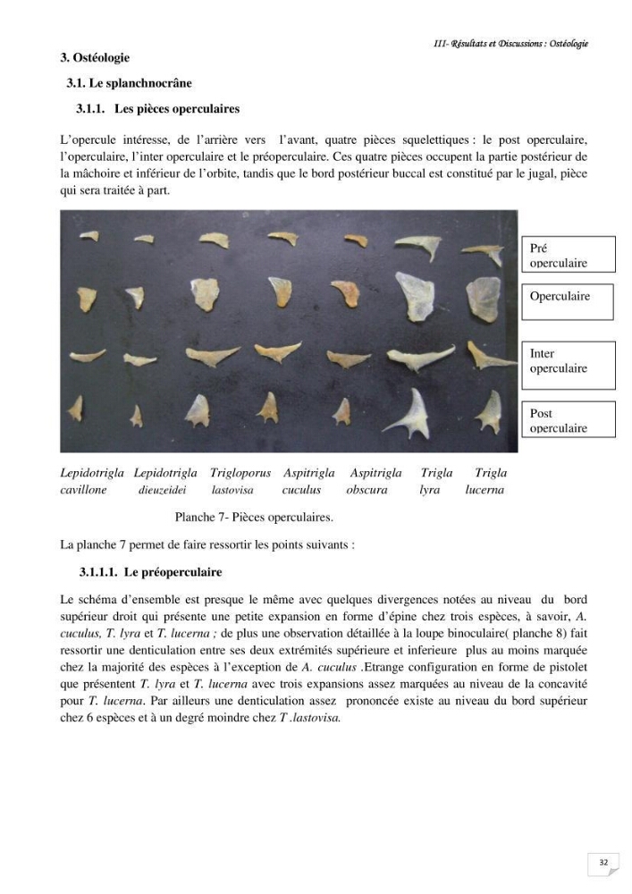 Contribution à la systématique des Triglidae (Osteichthyens, Scrpaeniformes) du bassin Algérien: