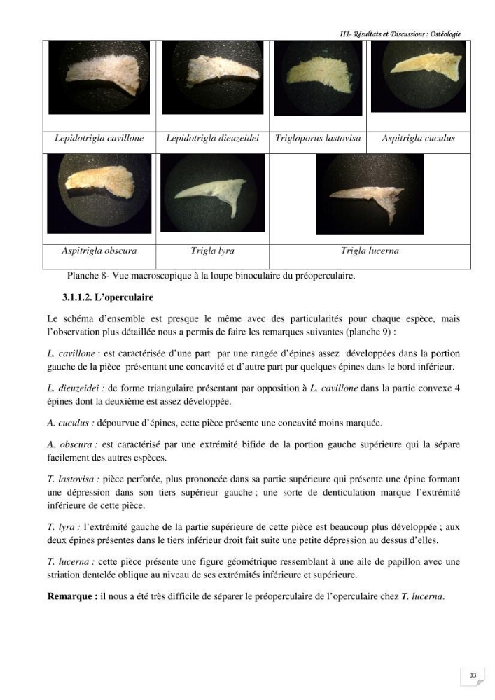 Contribution à la systématique des Triglidae (Osteichthyens, Scrpaeniformes) du bassin Algérien: