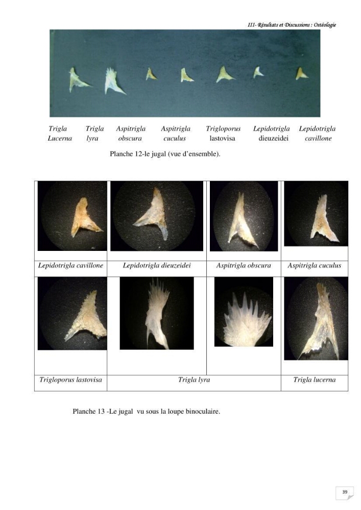 Contribution à la systématique des Triglidae (Osteichthyens, Scrpaeniformes) du bassin Algérien: