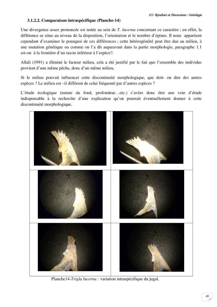 Contribution à la systématique des Triglidae (Osteichthyens, Scrpaeniformes) du bassin Algérien: