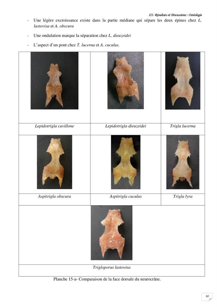 Contribution à la systématique des Triglidae (Osteichthyens, Scrpaeniformes) du bassin Algérien: