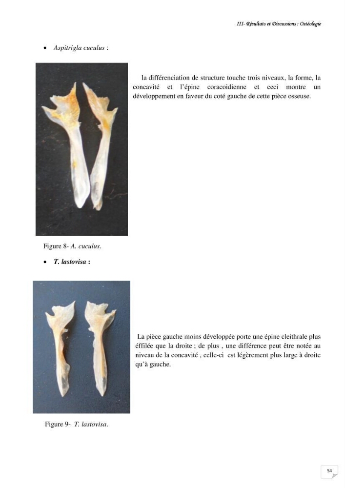 Contribution à la systématique des Triglidae (Osteichthyens, Scrpaeniformes) du bassin Algérien: