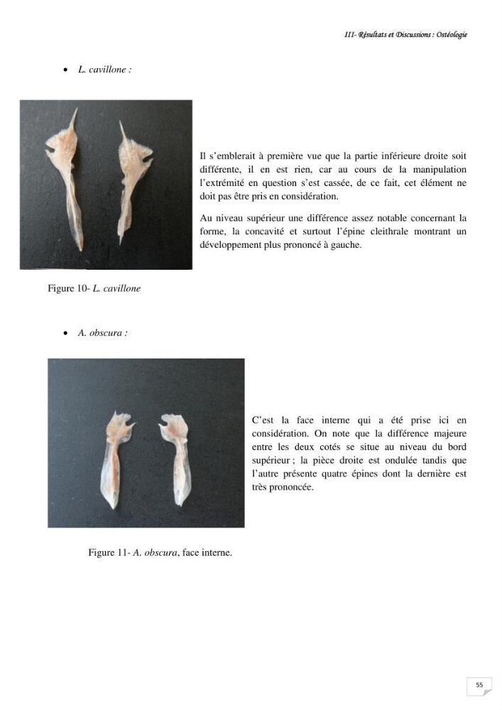 Contribution à la systématique des Triglidae (Osteichthyens, Scrpaeniformes) du bassin Algérien: