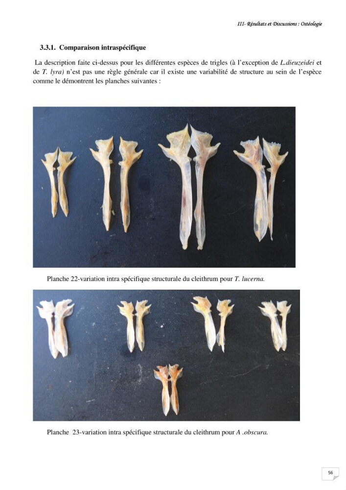 Contribution à la systématique des Triglidae (Osteichthyens, Scrpaeniformes) du bassin Algérien: