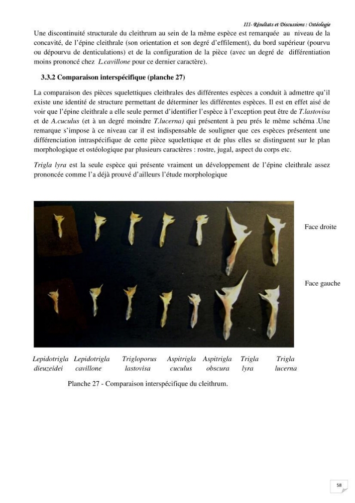 Contribution à la systématique des Triglidae (Osteichthyens, Scrpaeniformes) du bassin Algérien: