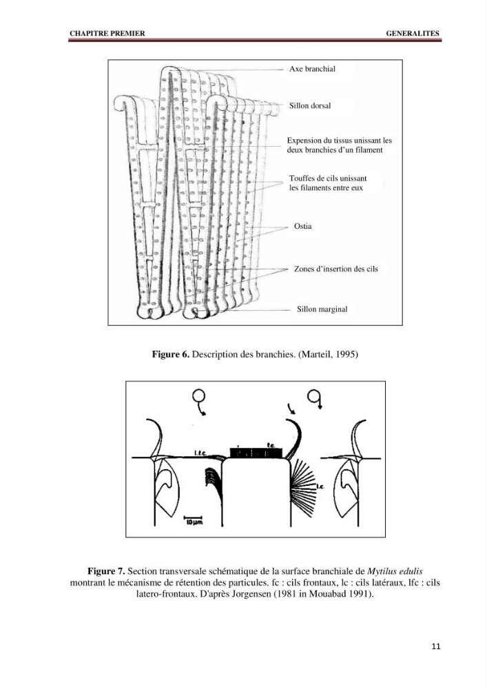 Quelques indices biologiques de Mytilus galloprovincialis (Lamarck, 1819), mollusque bivalve à potentialité mytilicole