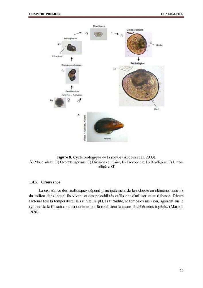 Quelques indices biologiques de Mytilus galloprovincialis (Lamarck, 1819), mollusque bivalve à potentialité mytilicole