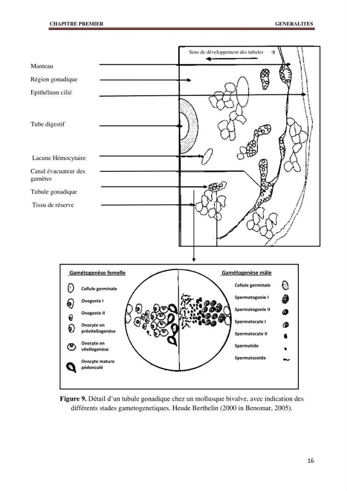 Quelques indices biologiques de Mytilus galloprovincialis (Lamarck, 1819), mollusque bivalve à potentialité mytilicole