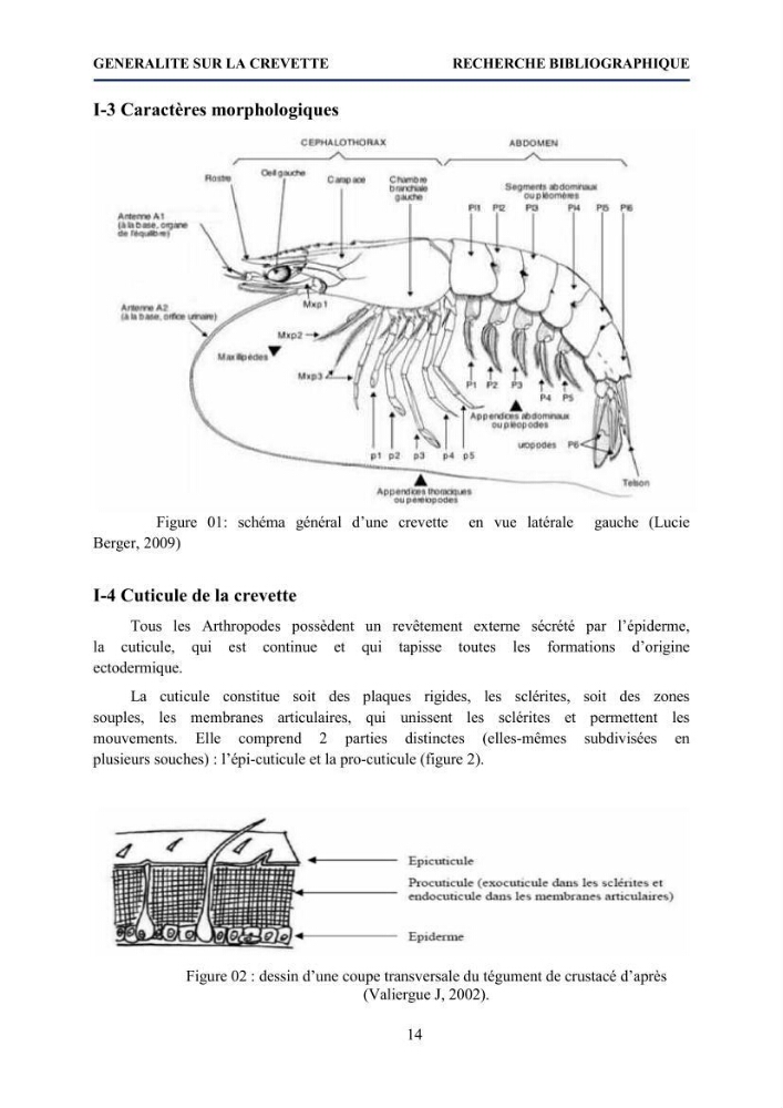 Mise au point d\'un protocole d\'extraction assistée aux micro-ondes du chitosane à partir de carapaces de crevettes