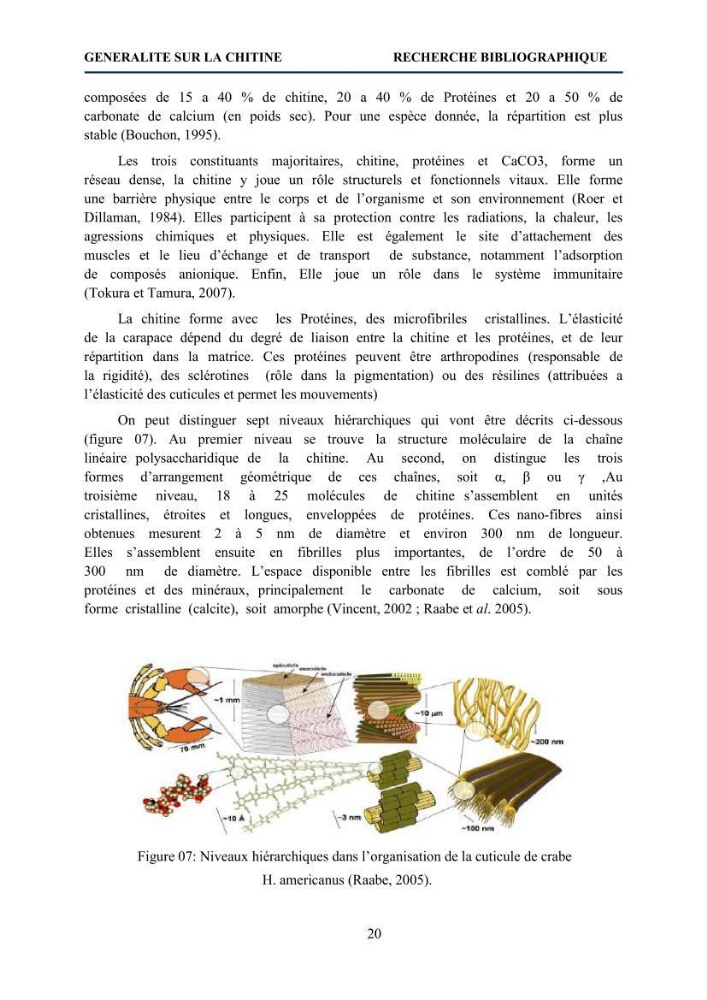 Mise au point d\'un protocole d\'extraction assistée aux micro-ondes du chitosane à partir de carapaces de crevettes