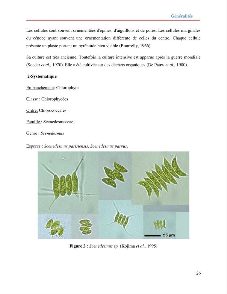 Contribution à la mise en culture des micro-algues ( Chlorella sp et Scenedemus sp): Identification, purification et culture en batch