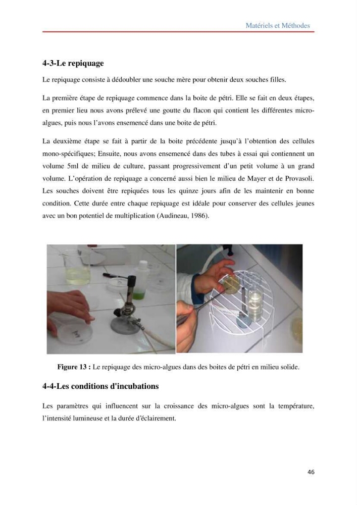 Contribution à la mise en culture des micro-algues ( Chlorella sp et Scenedemus sp): Identification, purification et culture en batch