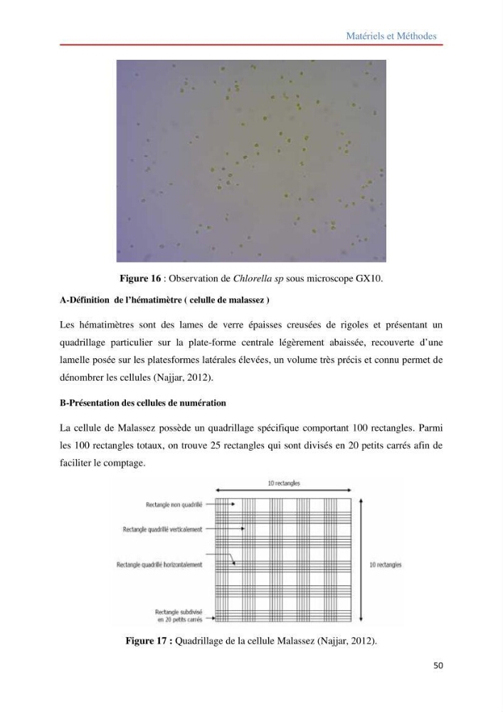 Contribution à la mise en culture des micro-algues ( Chlorella sp et Scenedemus sp): Identification, purification et culture en batch