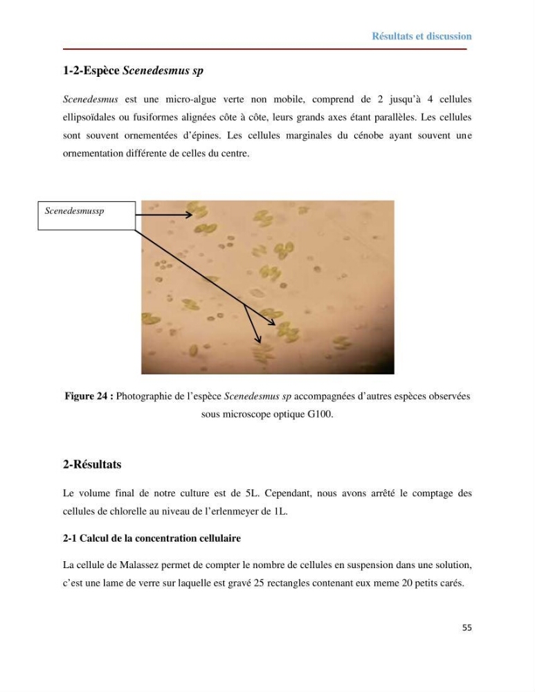 Contribution à la mise en culture des micro-algues ( Chlorella sp et Scenedemus sp): Identification, purification et culture en batch