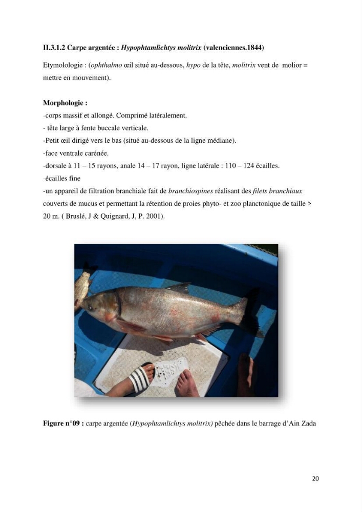 Estimation de niveau d\'exploitation de la ressource halieutique dans le barrage d\'Ain Zada: