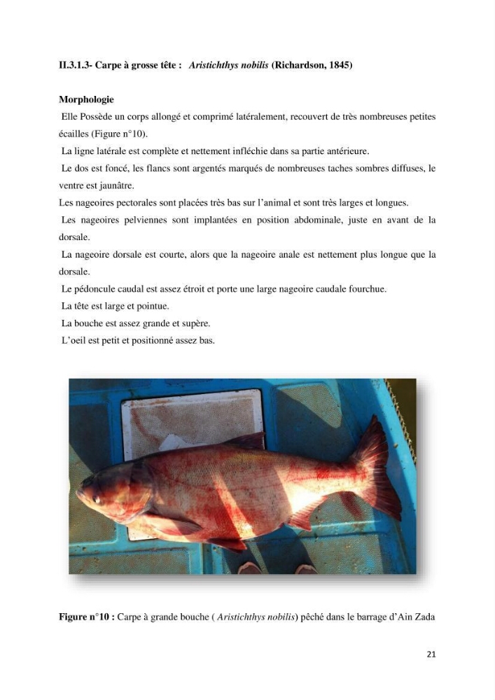 Estimation de niveau d\'exploitation de la ressource halieutique dans le barrage d\'Ain Zada: