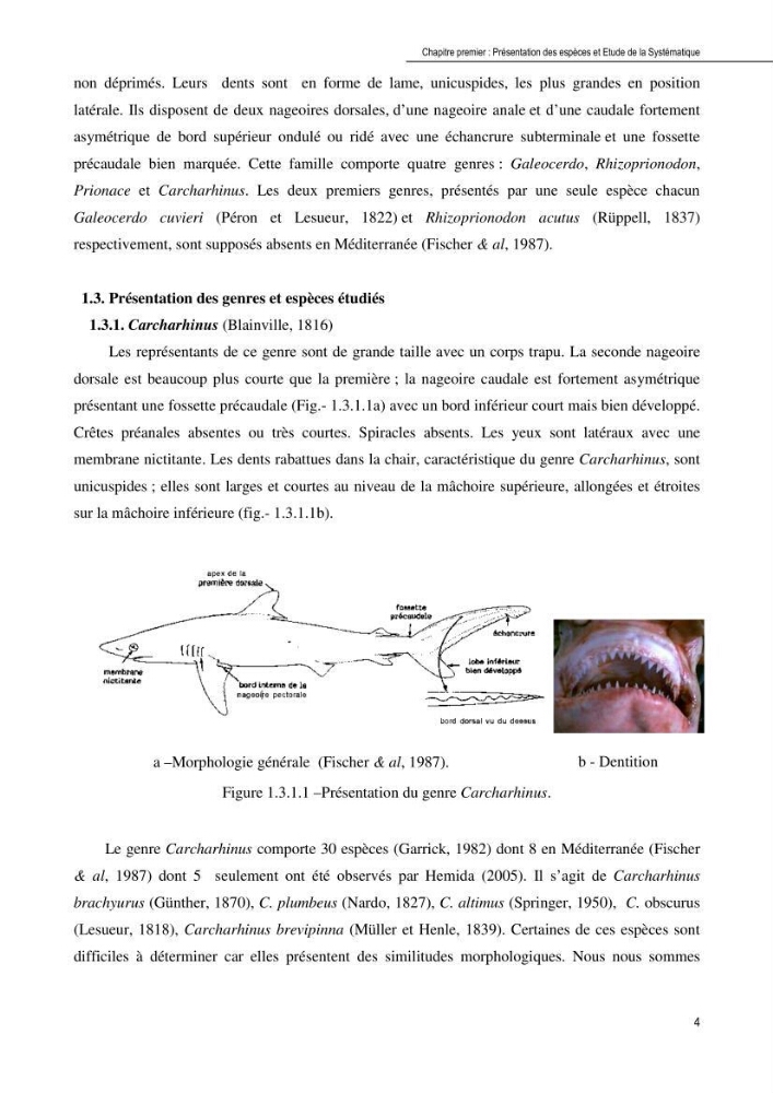 Contribution à l\'étude de la systématique et de l\'exploitation de quelques requins pélagiques du bassin Algérien