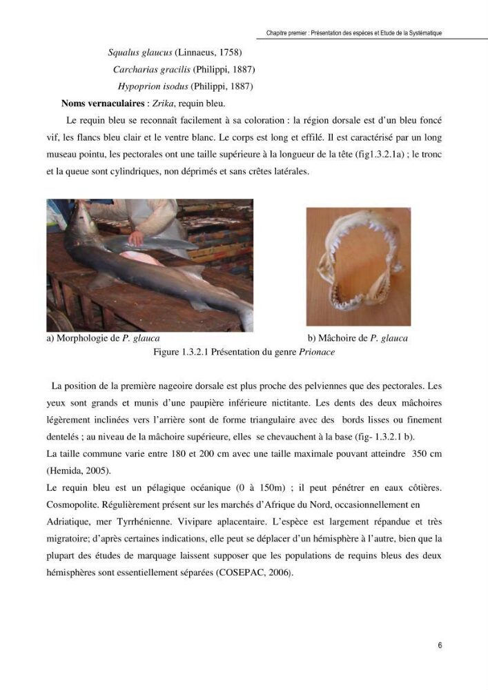 Contribution à l\'étude de la systématique et de l\'exploitation de quelques requins pélagiques du bassin Algérien