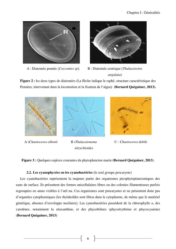 Biodiversité et composition du phytoplancton et du microphytobenthos de la côte Est Algéroise