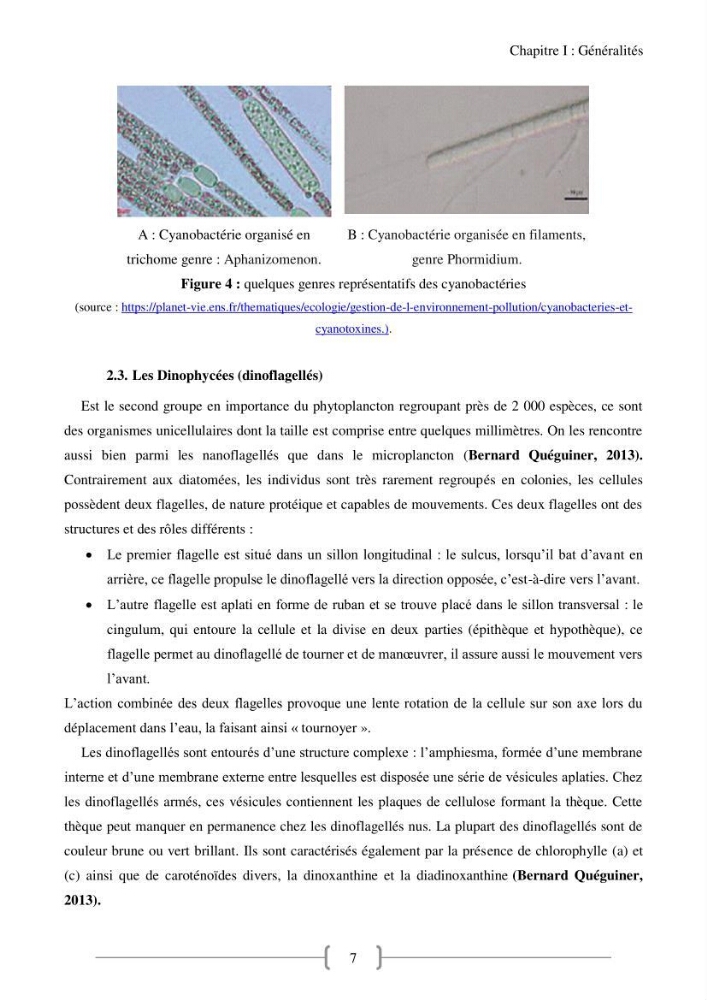 Biodiversité et composition du phytoplancton et du microphytobenthos de la côte Est Algéroise