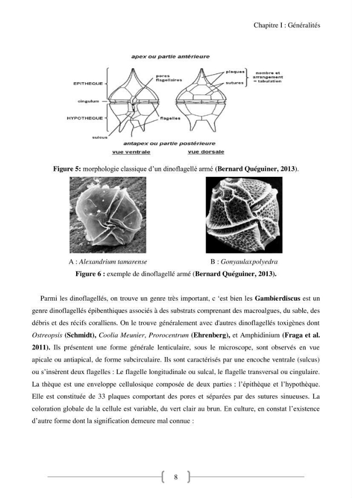 Biodiversité et composition du phytoplancton et du microphytobenthos de la côte Est Algéroise