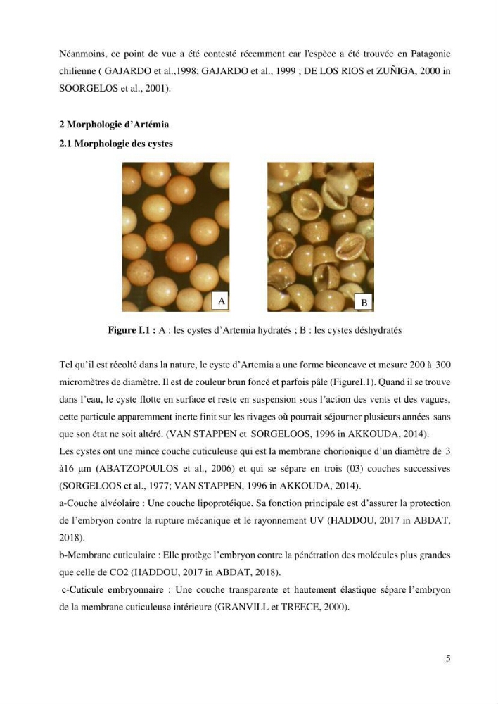 Estimation de la croissance d’Artemia salina en élevage