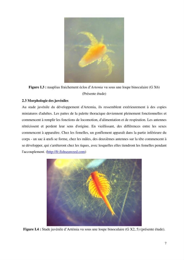 Estimation de la croissance d’Artemia salina en élevage