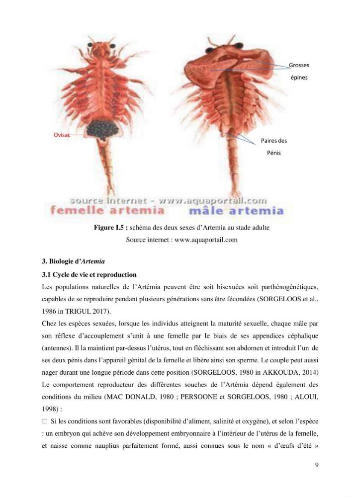 Estimation de la croissance d’Artemia salina en élevage