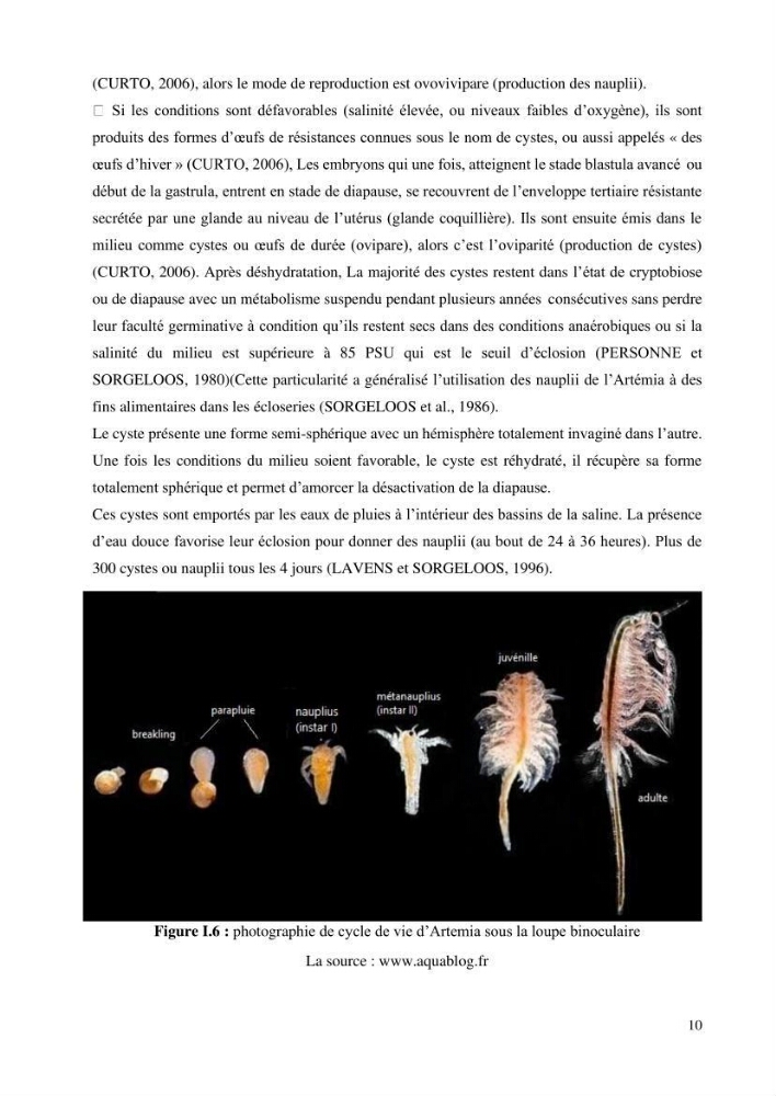 Estimation de la croissance d’Artemia salina en élevage