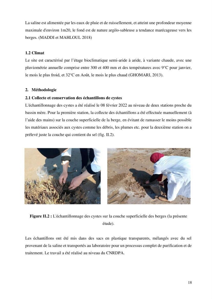 Estimation de la croissance d’Artemia salina en élevage