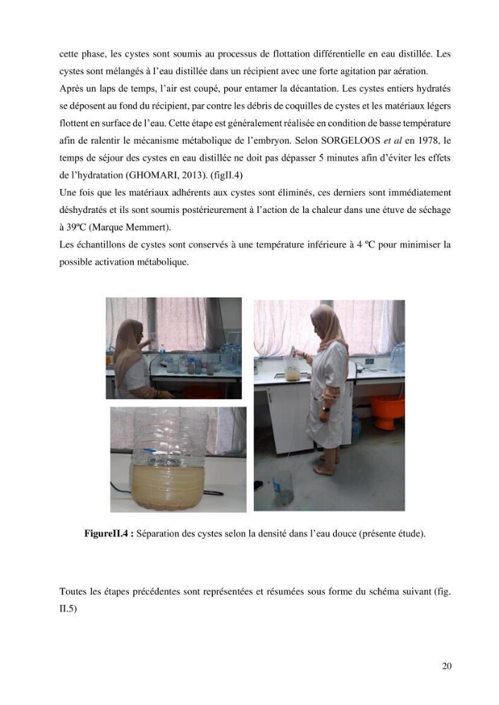 Estimation de la croissance d’Artemia salina en élevage