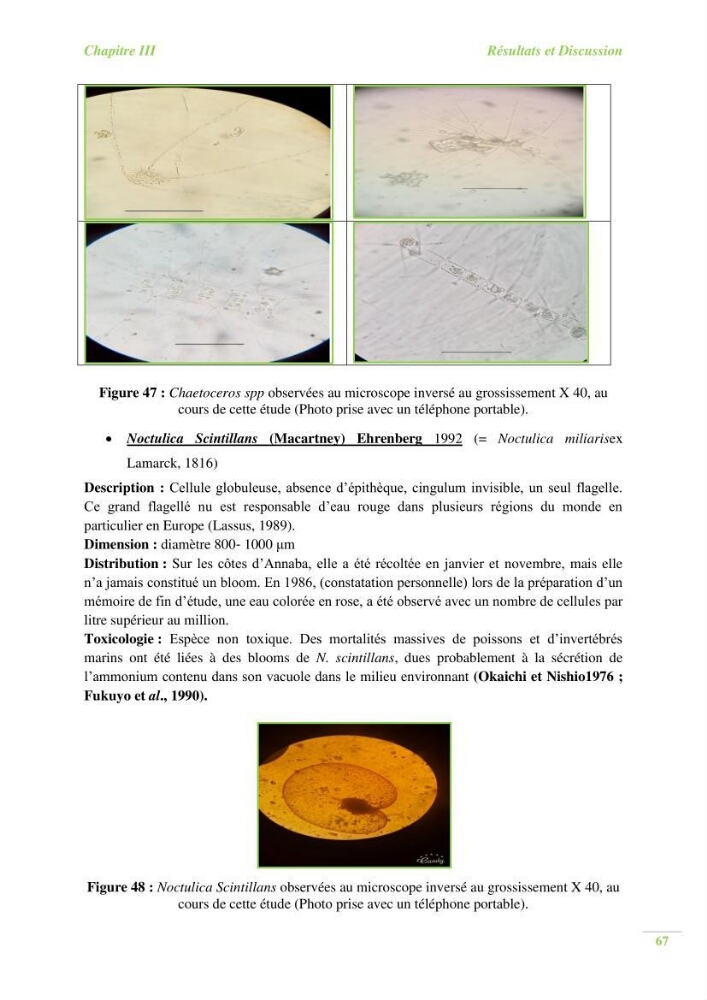 Contribution a l\'étude du phytoplancton toxique et/ou nuisible au niveau d\'une ferme conchylicole: cas de la ferme \"Orcamarine\" Ain Taya