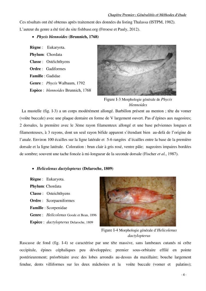 Contribution à l\'exploitation de Galeus melastomus (Elasmobranches, scyliorhinidae) dans la région est de la côte Algérienne