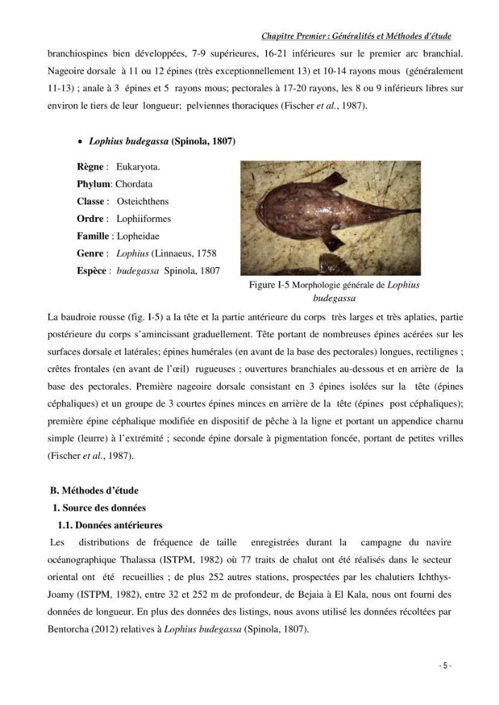 Contribution à l\'exploitation de Galeus melastomus (Elasmobranches, scyliorhinidae) dans la région est de la côte Algérienne