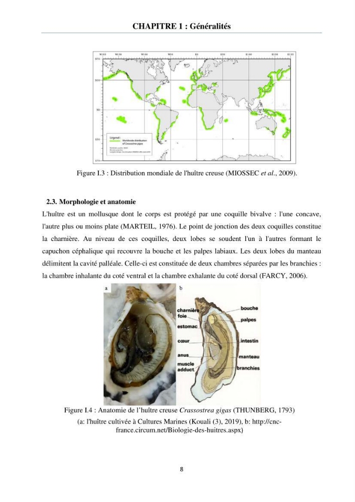 Etude des performances de croissance de l\'huître Crassostrea gigas (THUNBERG, 1793) triploïde de l\'élevage Cultures Marines (Tipaza):