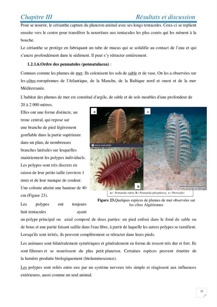 Inventaire des cnidaires de la côte Algérienne: