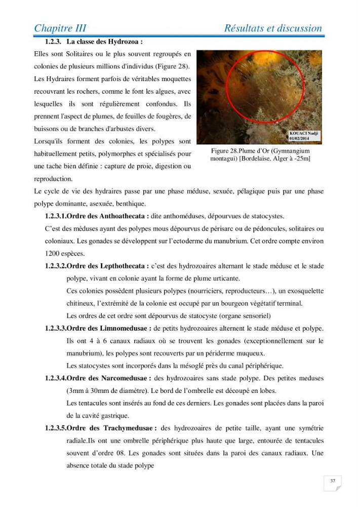 Inventaire des cnidaires de la côte Algérienne: