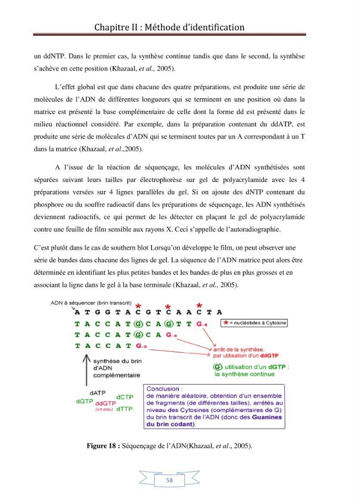 Recherche bibliographique sur les techniques de génétique moléculaire et leurs applications dans l\'identification des especes de poissons
