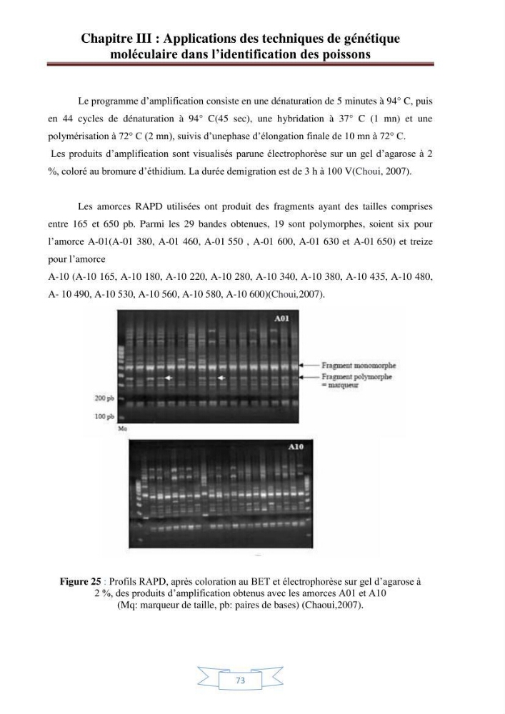 Recherche bibliographique sur les techniques de génétique moléculaire et leurs applications dans l\'identification des especes de poissons