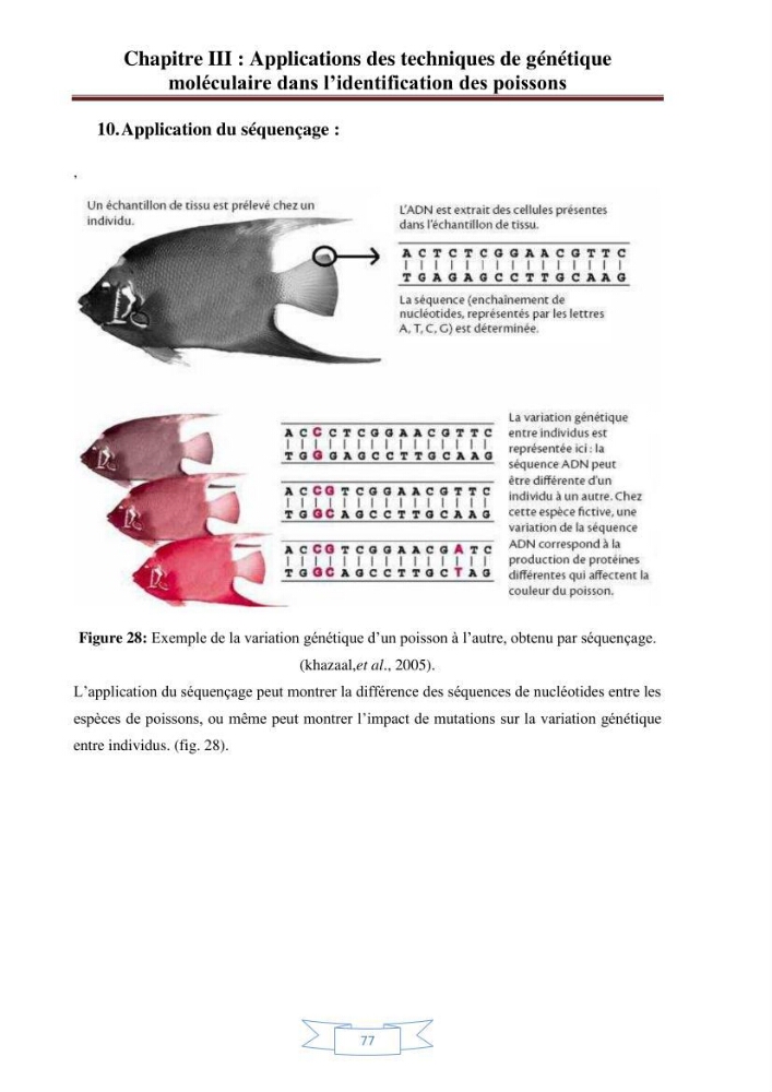 Recherche bibliographique sur les techniques de génétique moléculaire et leurs applications dans l\'identification des especes de poissons