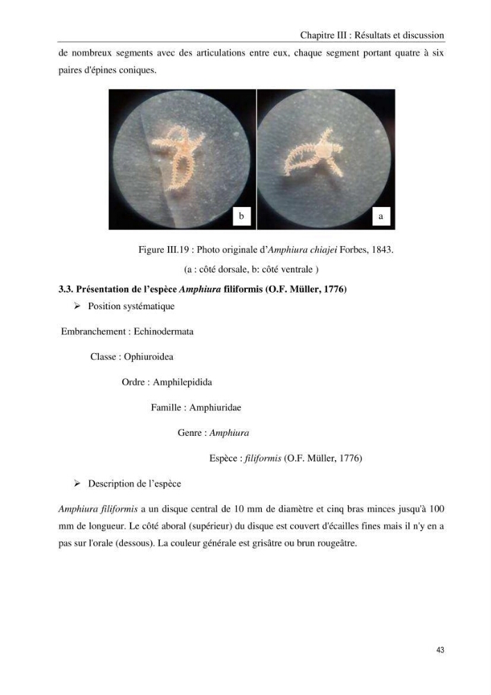 Inventaire et systematique des echinodermes de la côte Algérienne