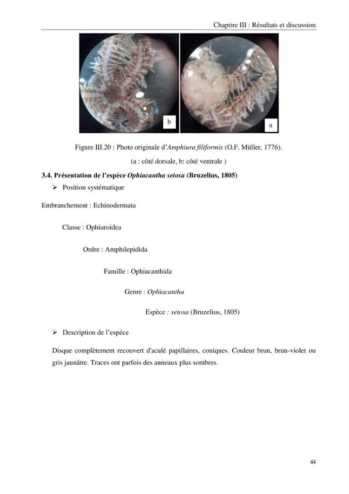 Inventaire et systematique des echinodermes de la côte Algérienne