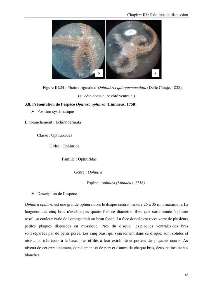 Inventaire et systematique des echinodermes de la côte Algérienne