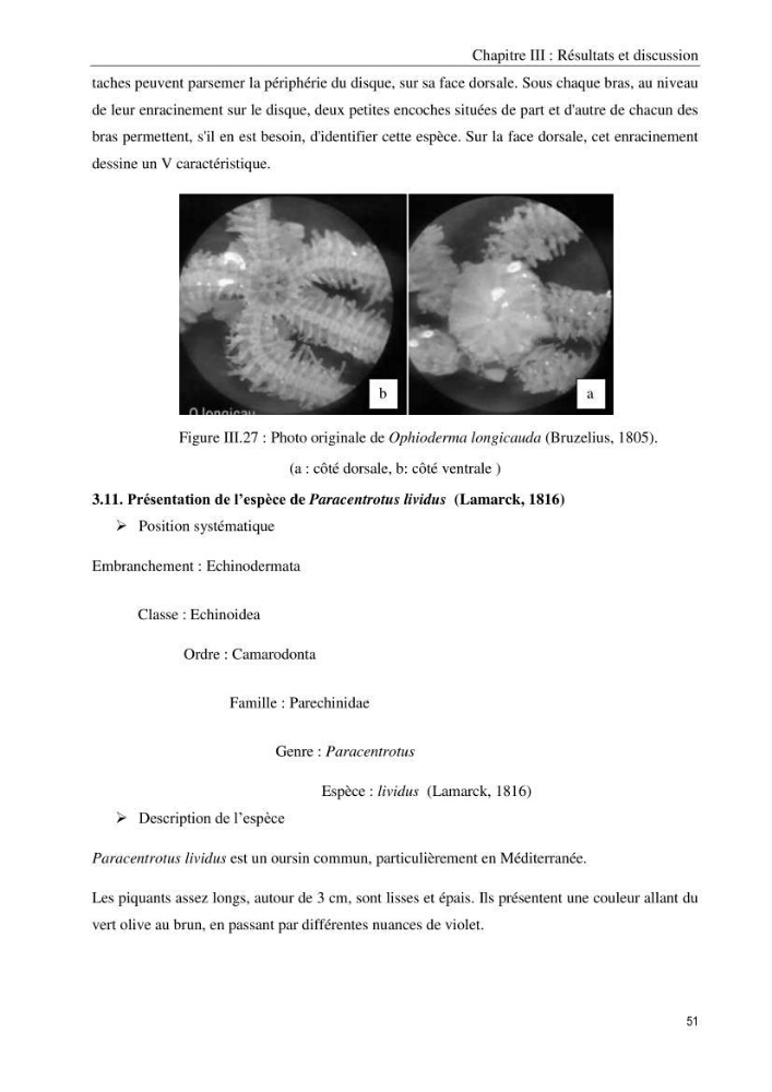 Inventaire et systematique des echinodermes de la côte Algérienne