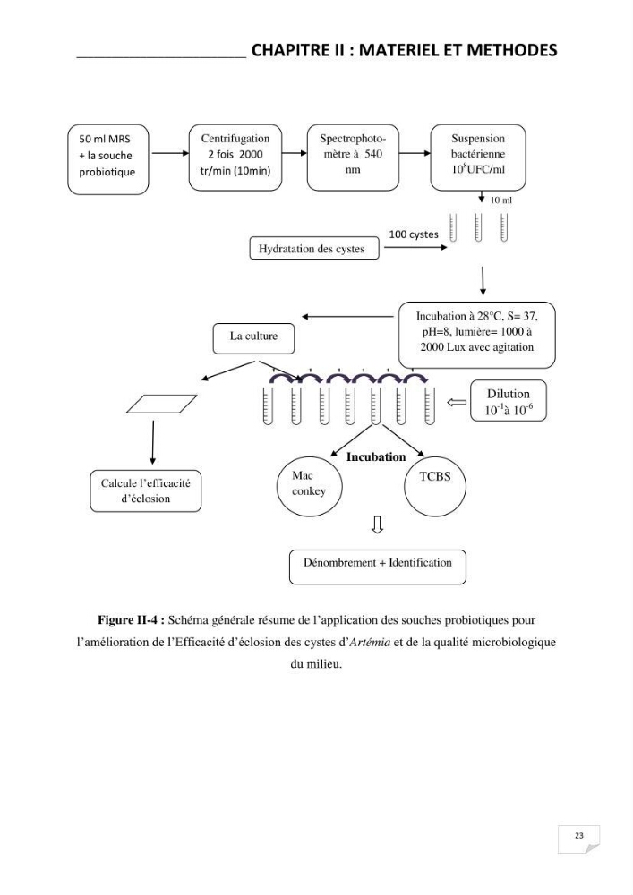 Application de bactéries à fort potentiel probiotique dans un élevage d’Artémia. sp: