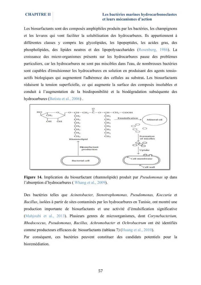 Isolement et caractérisation des bactéries marines dégradant les différentes fractions du pétrole : cas d’étude : port de Sidi Fredj