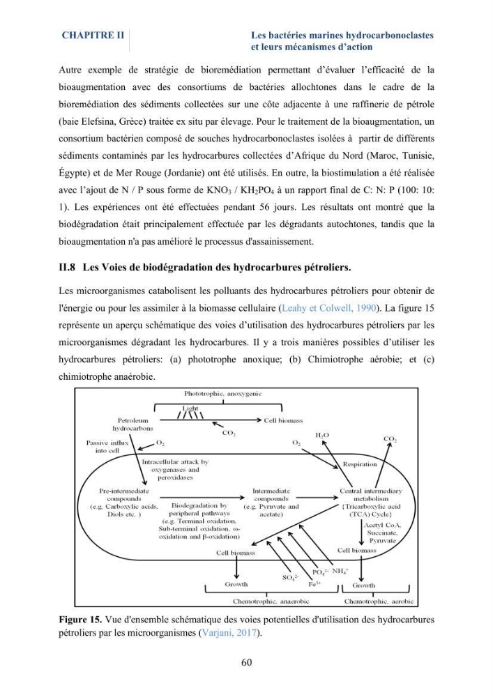 Isolement et caractérisation des bactéries marines dégradant les différentes fractions du pétrole : cas d’étude : port de Sidi Fredj