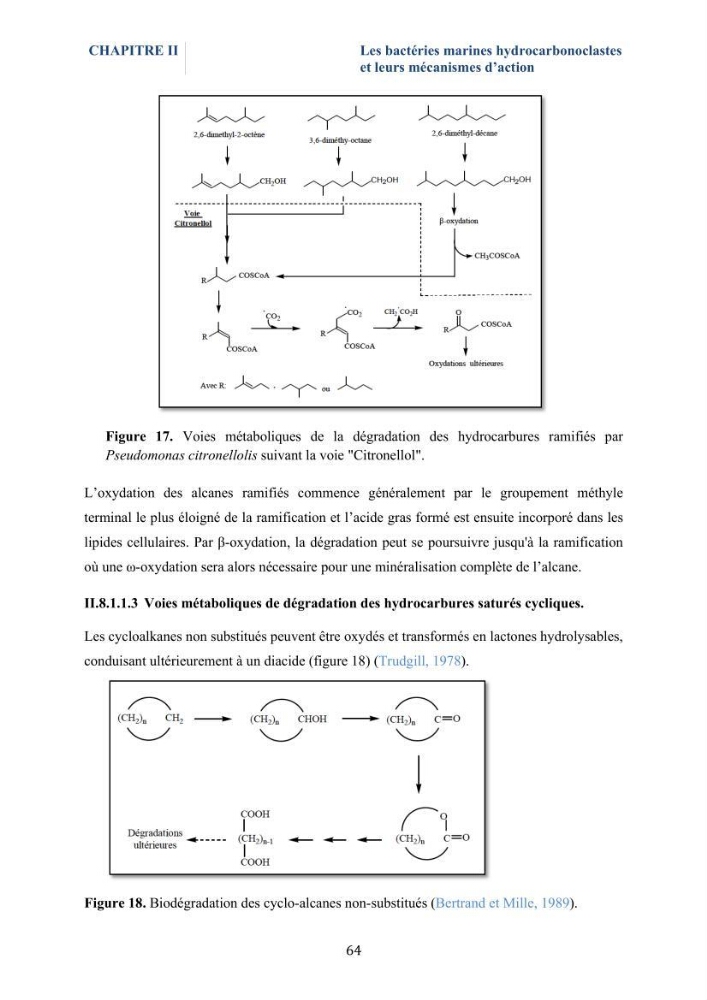 Isolement et caractérisation des bactéries marines dégradant les différentes fractions du pétrole : cas d’étude : port de Sidi Fredj