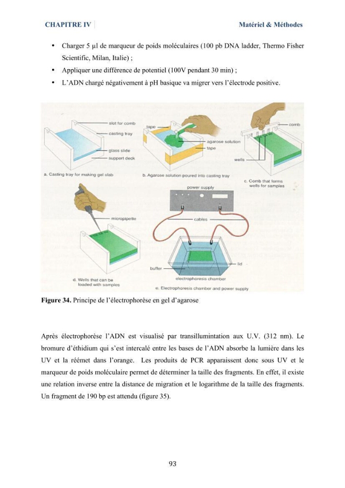 Isolement et caractérisation des bactéries marines dégradant les différentes fractions du pétrole : cas d’étude : port de Sidi Fredj